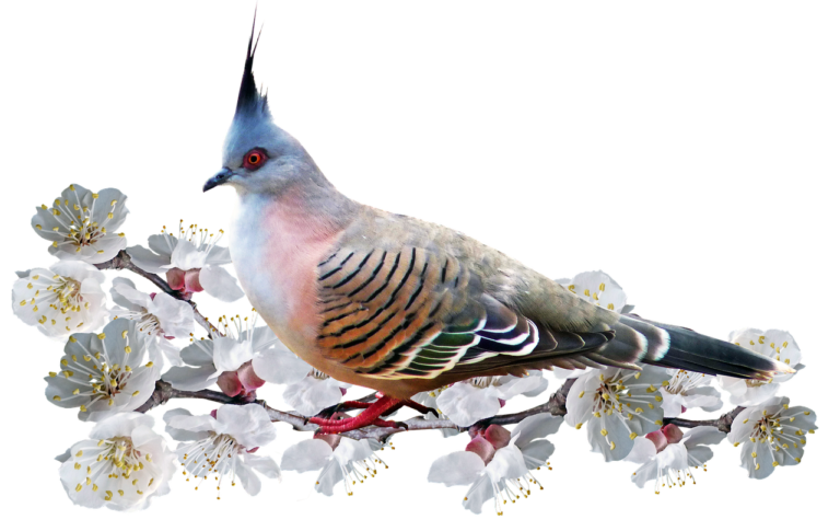 bird, pigeon, blossom-3356459.jpg