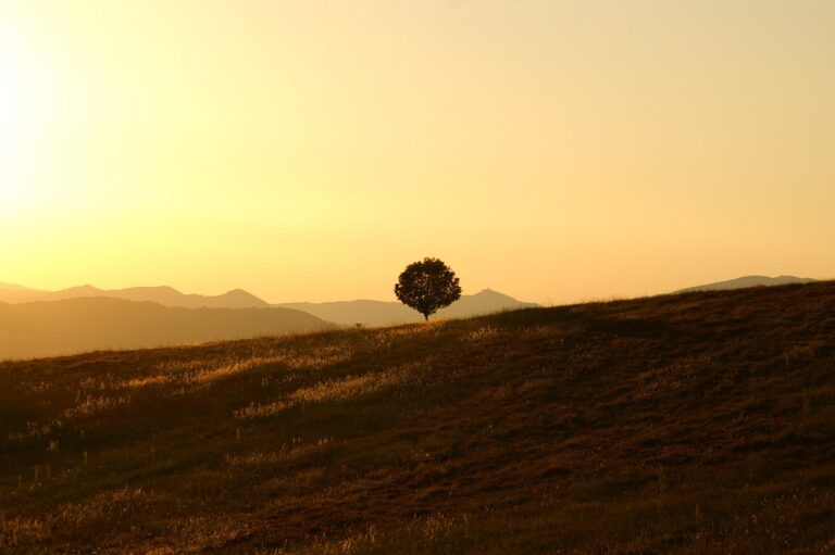 tree, meadow, nature-189852.jpg